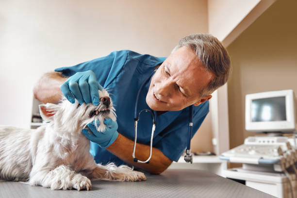 Best Emergency Dental Care for Abscessed Tooth in Moundville, AL